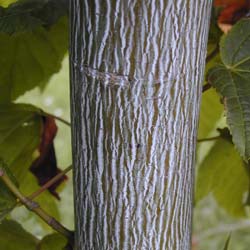 Maple, snake bark